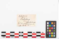 Etikett zu Perlenkette (NHMW-PRAE-026870)